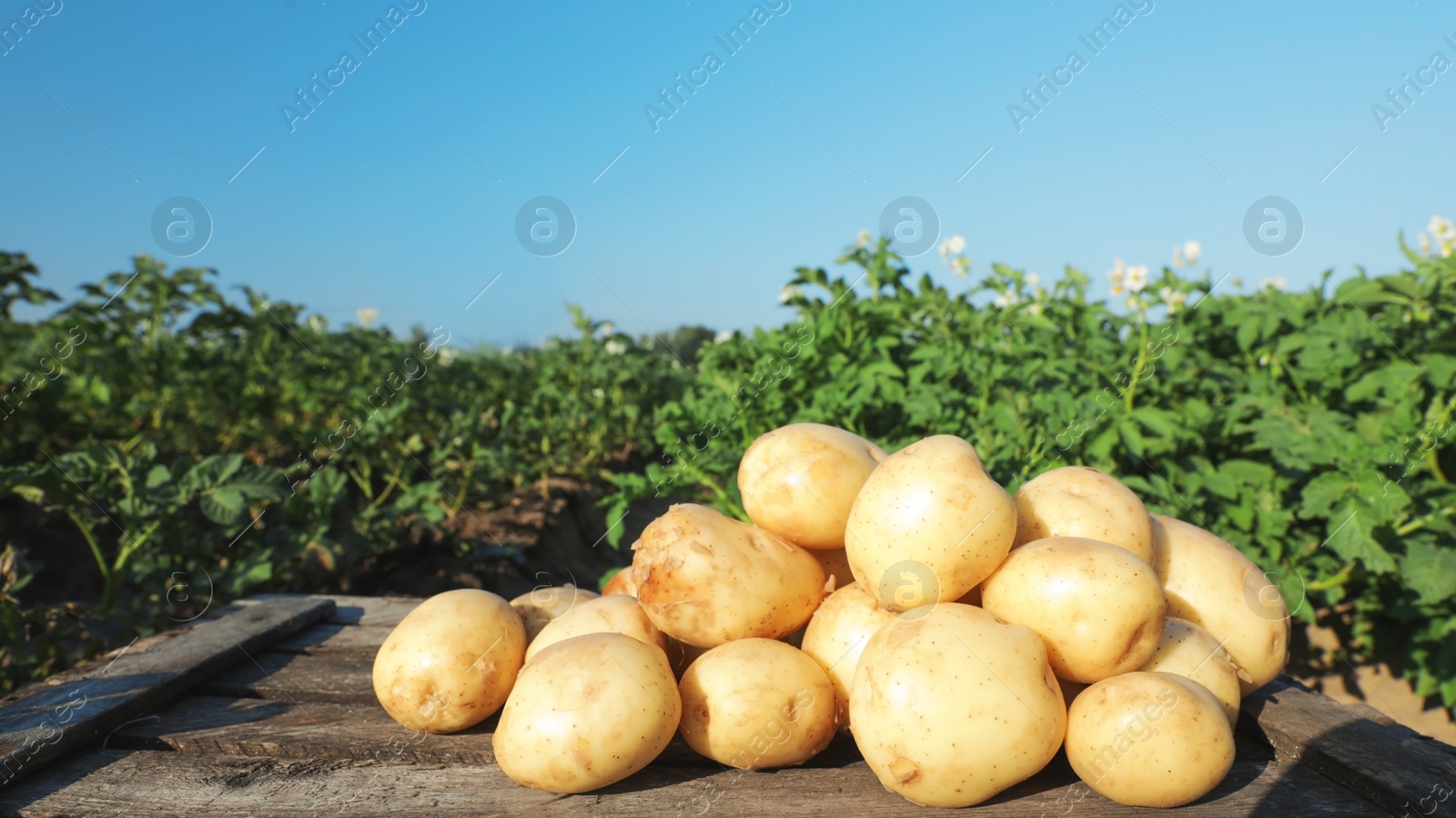 Photo of Wooden crate with raw young potatoes in field on summer day