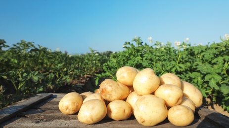 Wooden crate with raw young potatoes in field on summer day