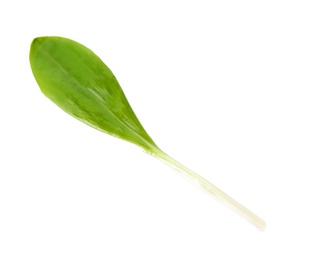 Photo of Leaf of wild garlic or ramson isolated on white