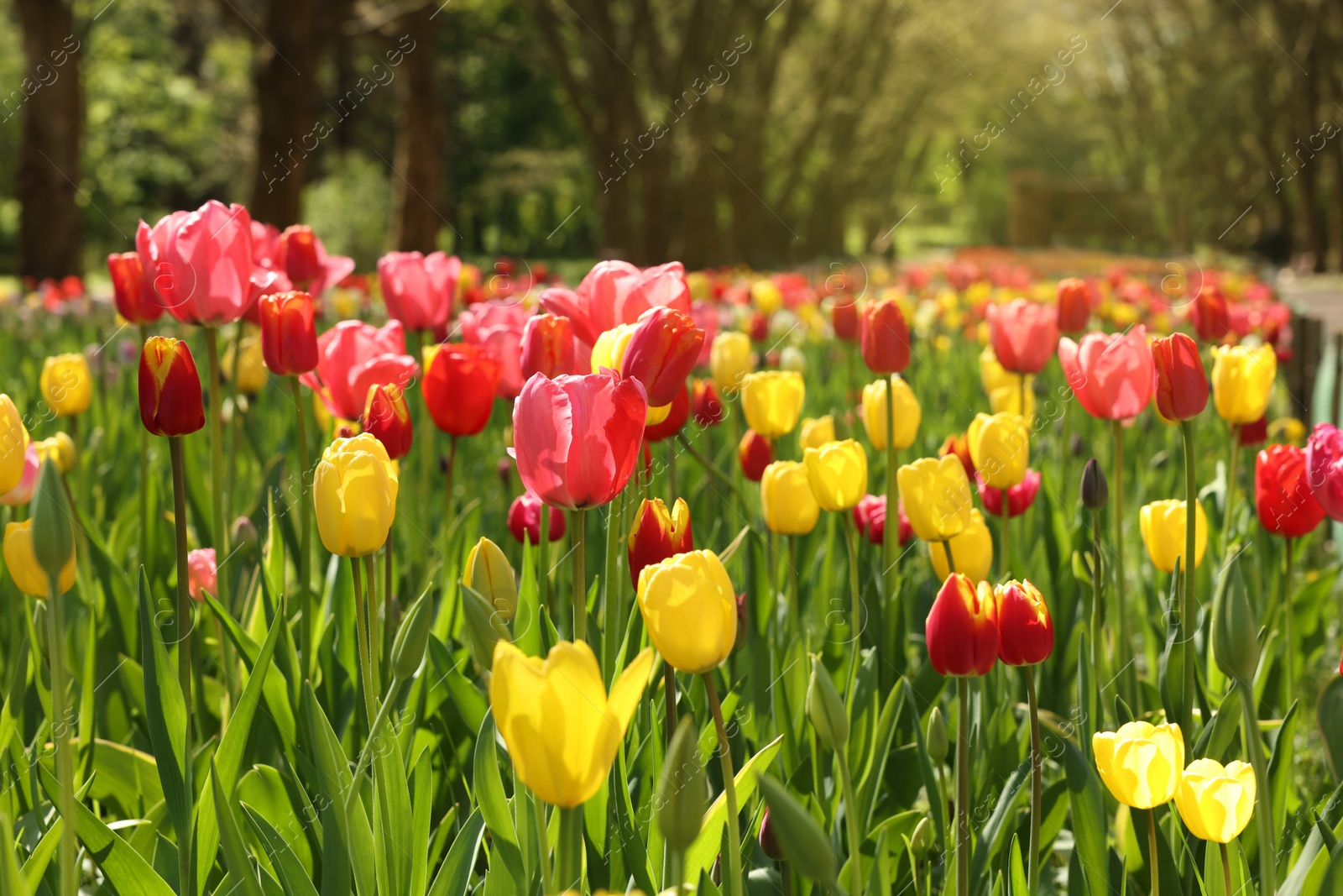 Photo of Beautiful bright tulips growing outdoors on sunny day