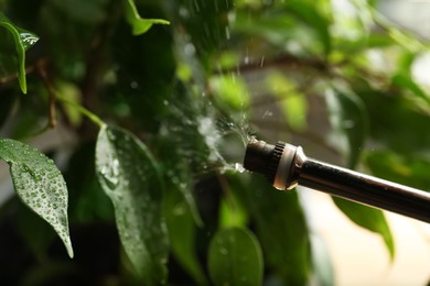 Spraying ficus with plant mister, closeup view