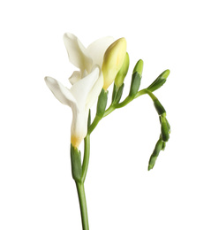 Beautiful blooming freesia flower isolated on white