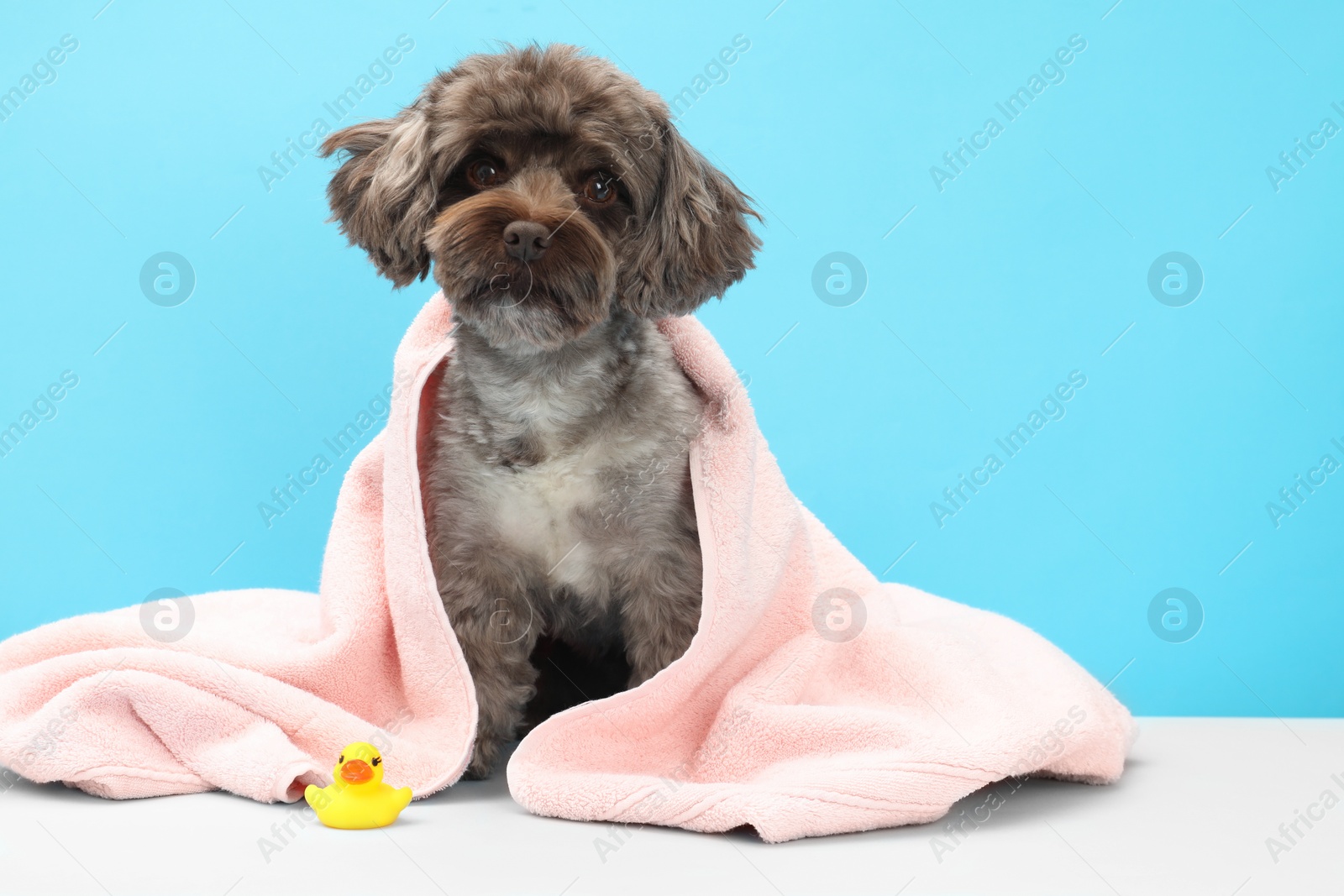 Photo of Cute Maltipoo dog wrapped in towel and bath duck on light blue background, space for text. Lovely pet