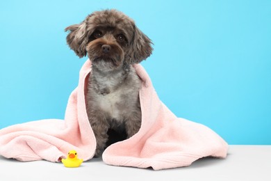 Cute Maltipoo dog wrapped in towel and bath duck on light blue background, space for text. Lovely pet