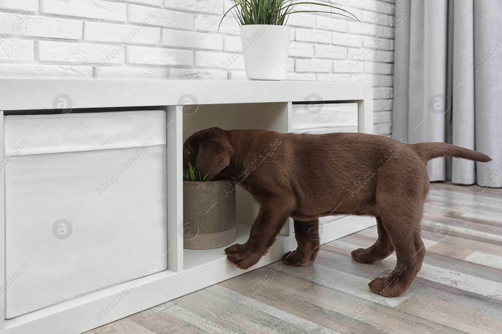 Photo of Cute chocolate Labrador Retriever puppy messing with furniture at home
