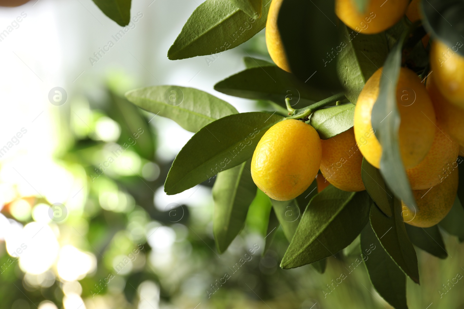 Photo of Kumquat tree with ripening fruits outdoors, closeup. Space for text