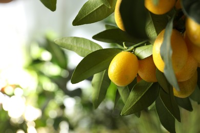 Kumquat tree with ripening fruits outdoors, closeup. Space for text