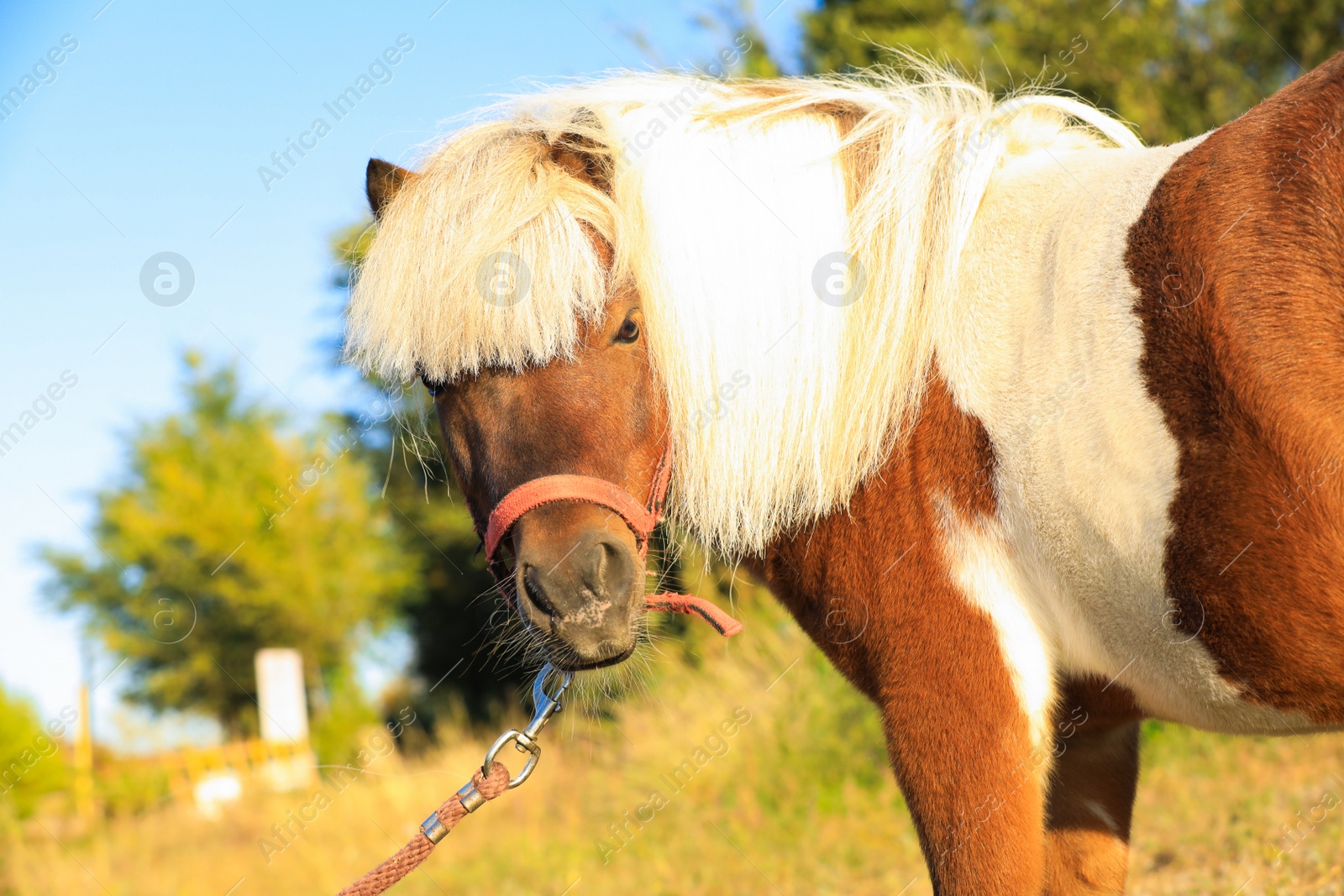 Photo of Beautiful pony outdoors on sunny day. Pet horse