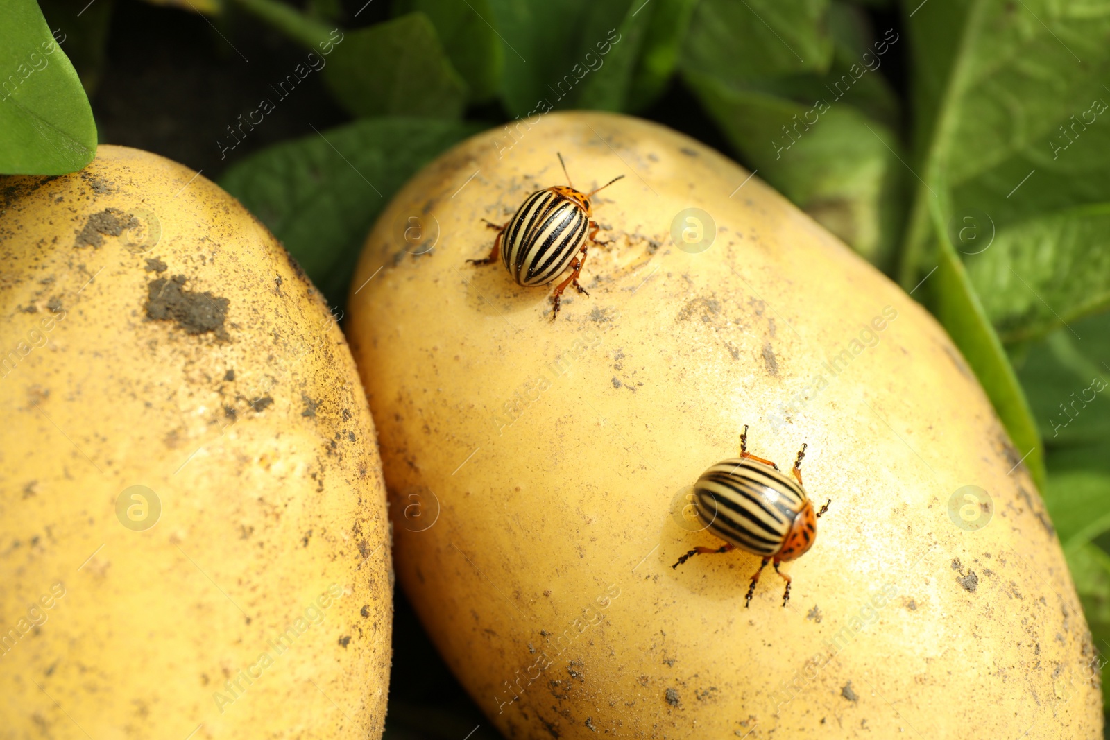 Photo of Colorado beetles on ripe potato outdoors, closeup