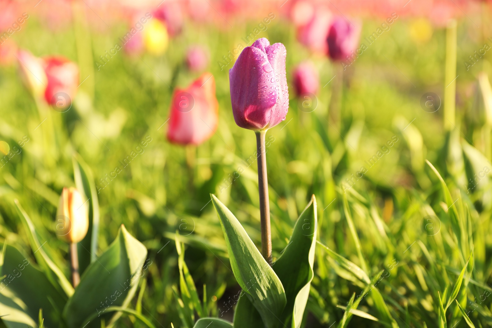 Photo of Closeup view of beautiful fresh tulip with water drops on field, space for text. Blooming spring flowers