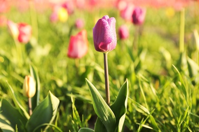 Closeup view of beautiful fresh tulip with water drops on field, space for text. Blooming spring flowers