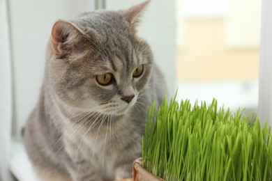Photo of Cute cat and fresh green grass near window indoors