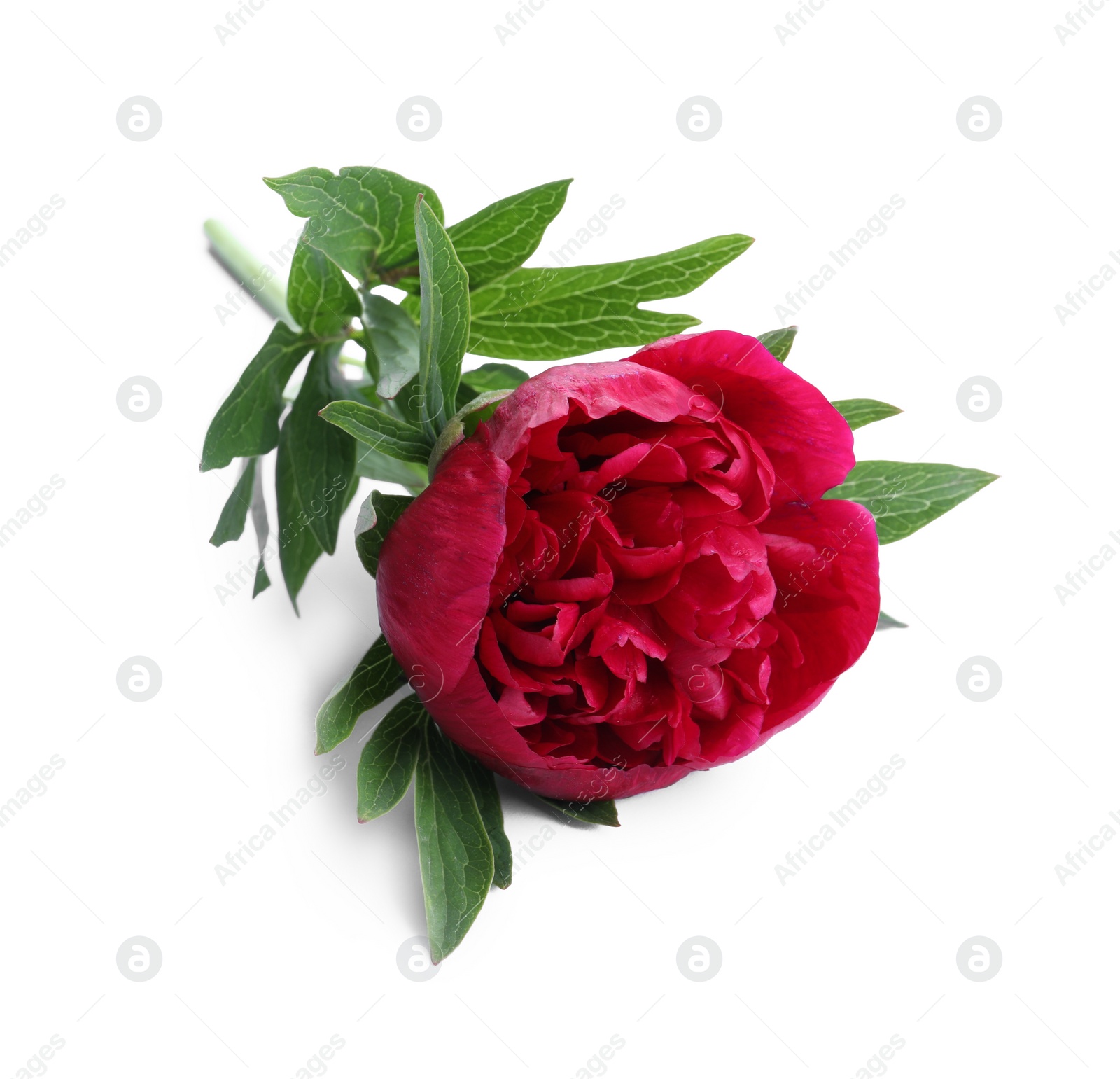 Photo of Beautiful red peony with leaves isolated on white