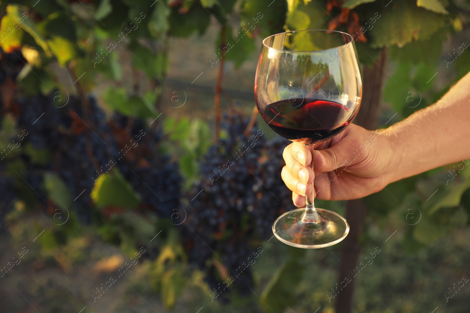 Photo of Man holding glass of wine in vineyard on sunny day, closeup. Space for text