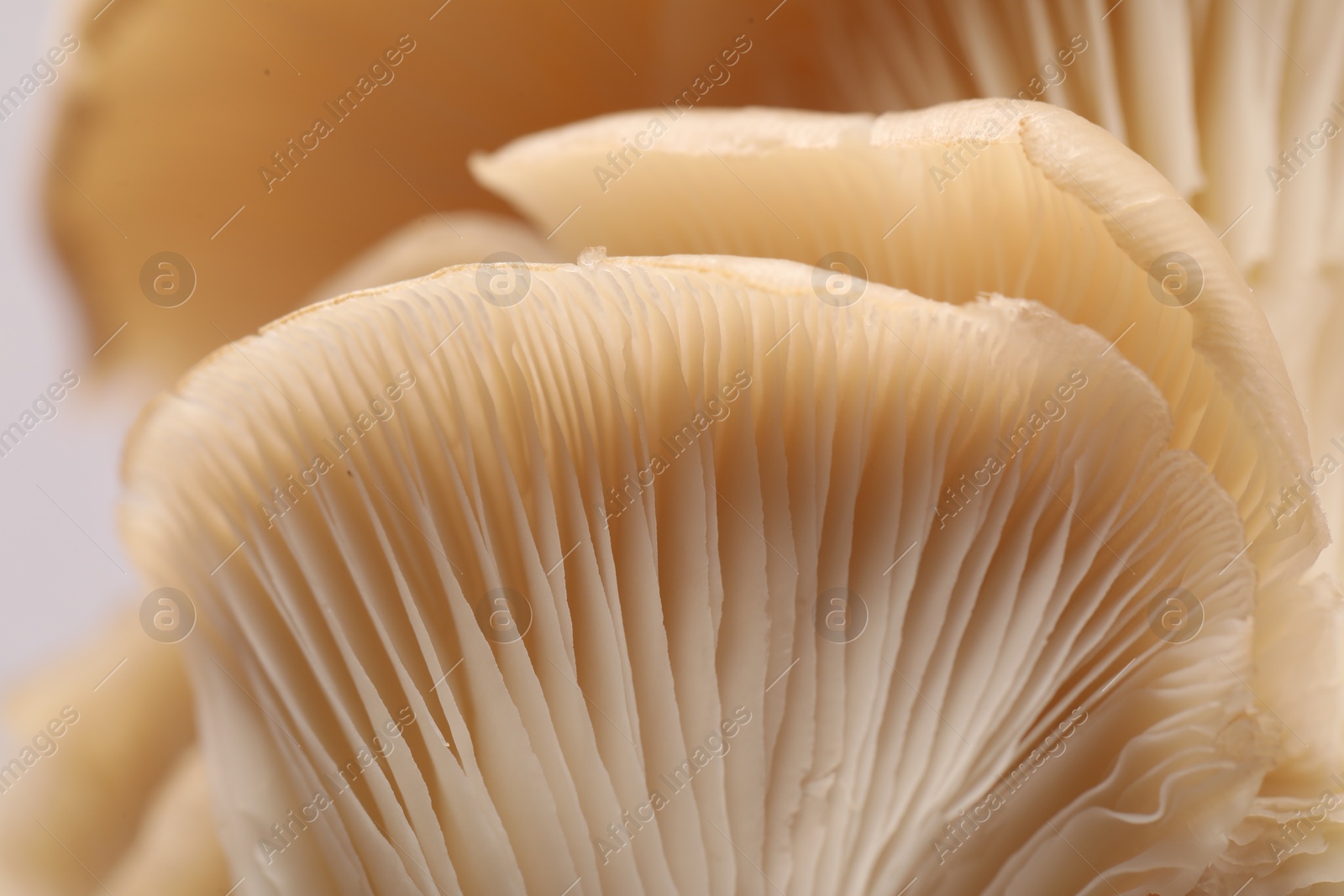 Photo of Macro view of fresh oyster mushrooms as background