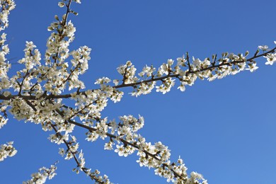 Photo of Branches of cherry tree with beautiful white blossoms against blue sky, low angle view