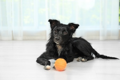 Photo of Cute dog with ball on floor in room