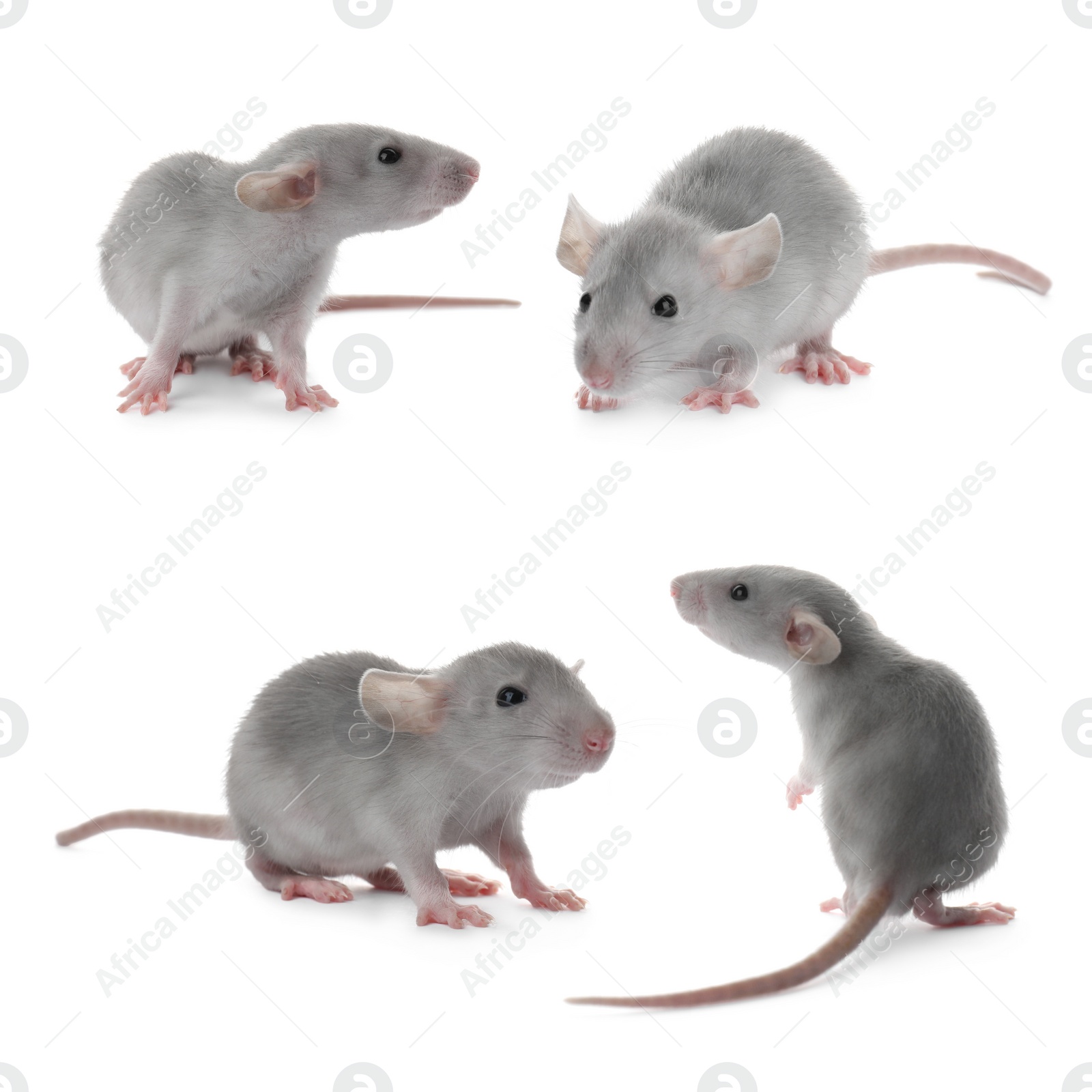 Image of Set of cute little rats on white background 