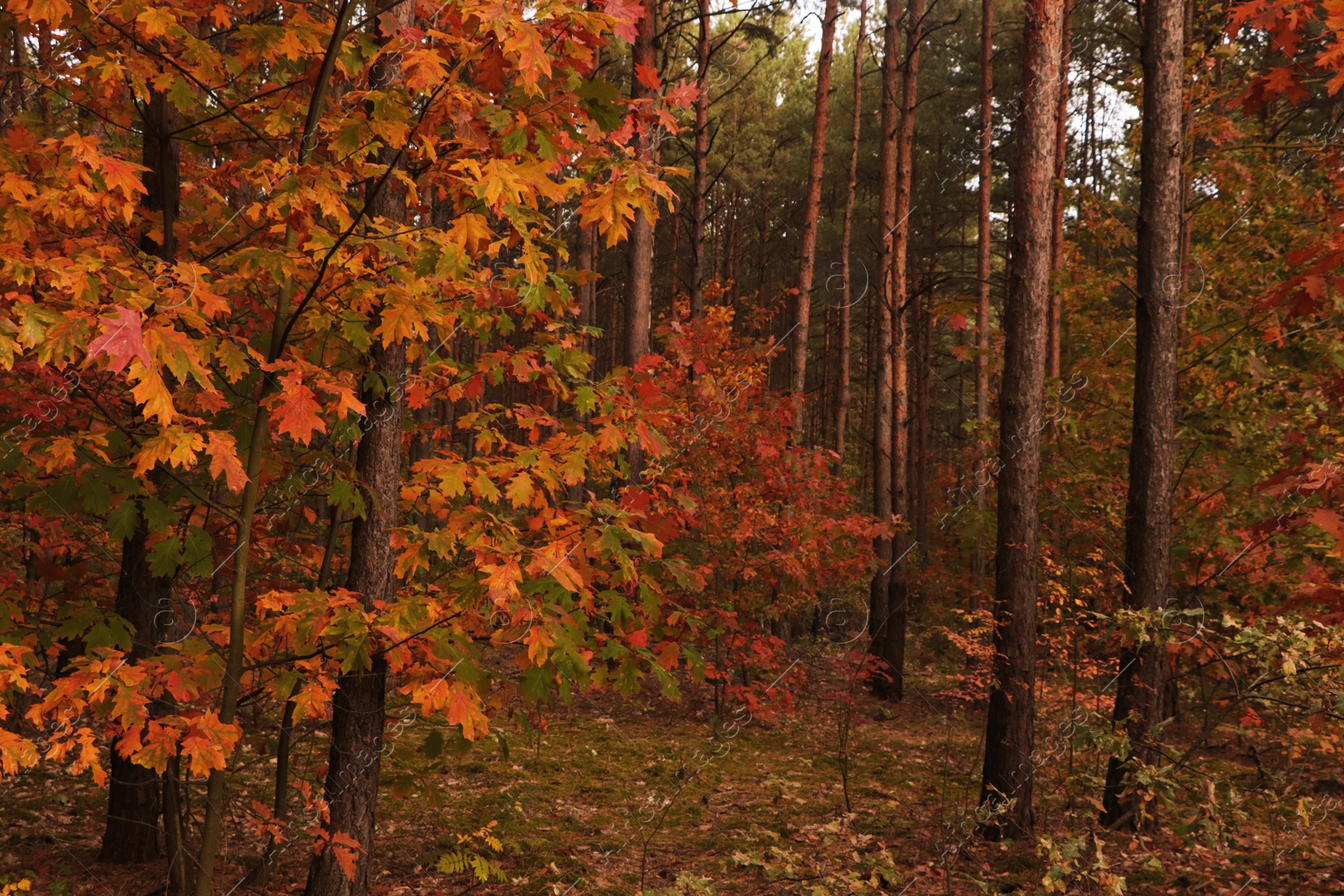 Photo of Beautiful trees with colorful leaves in forest. Autumn season