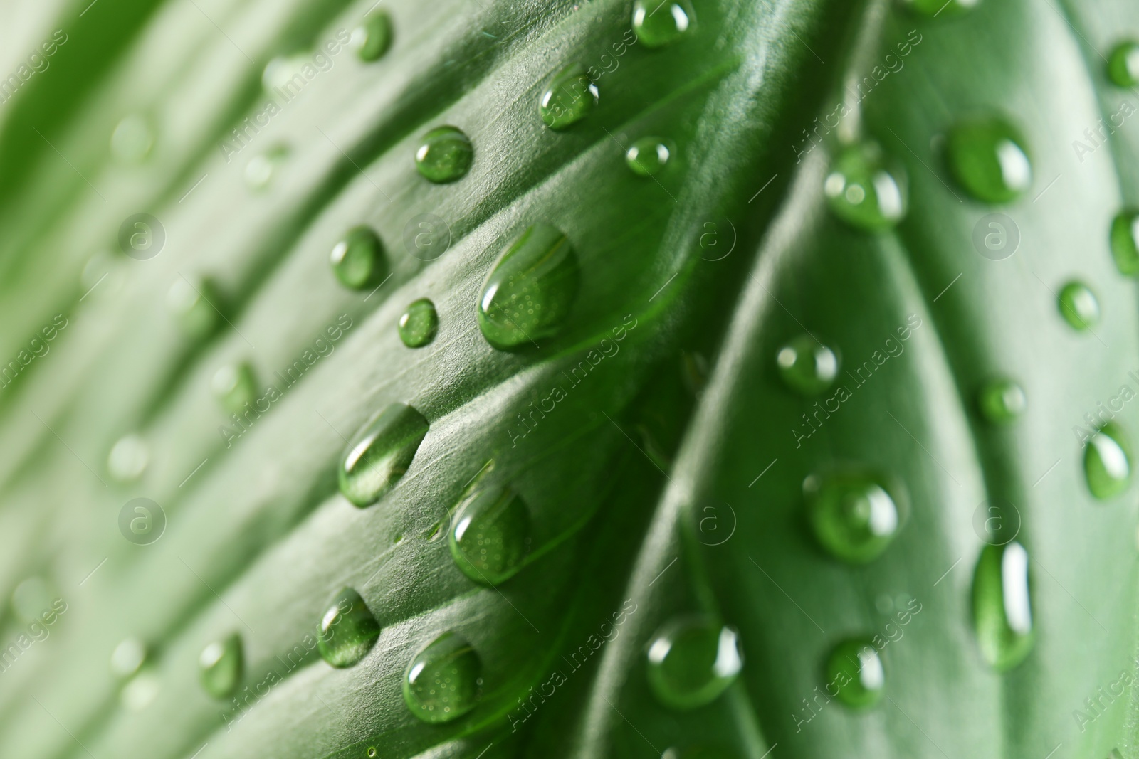 Photo of Green leaf with dew drops as background, closeup