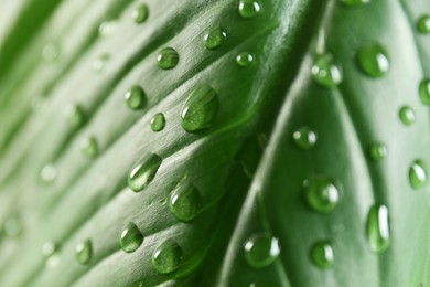 Photo of Green leaf with dew drops as background, closeup