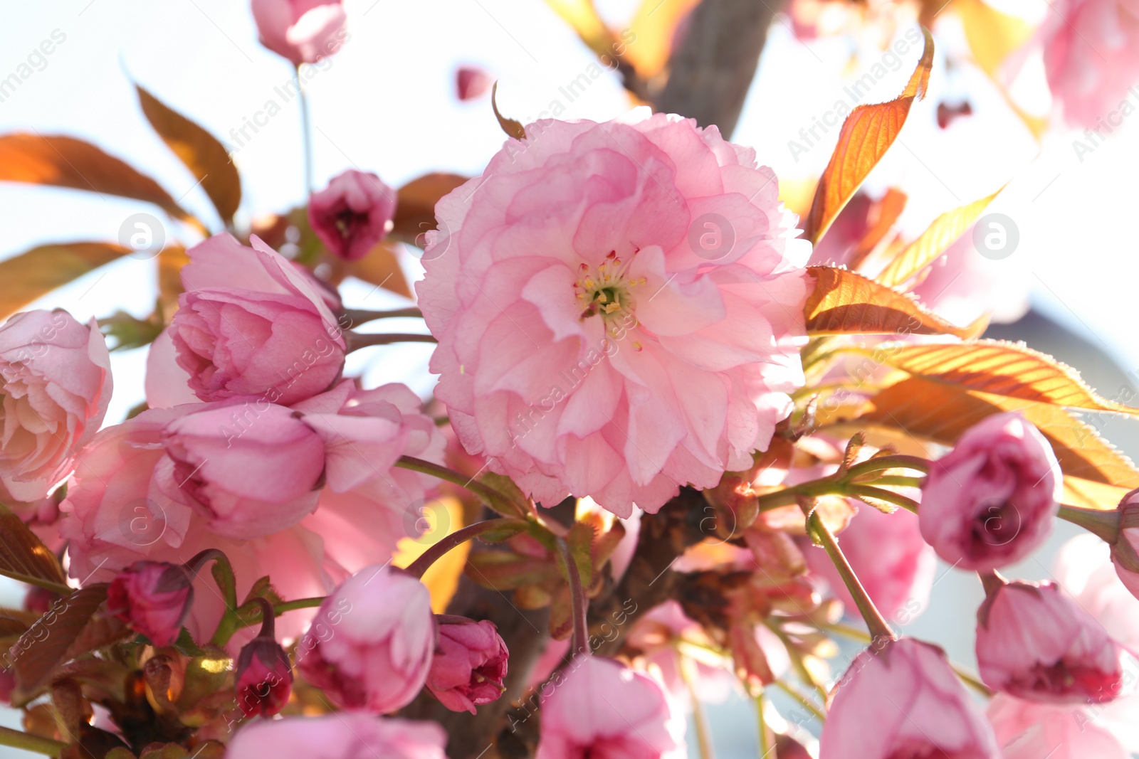 Photo of Closeup view of sakura tree with beautiful blossom outdoors. Japanese cherry