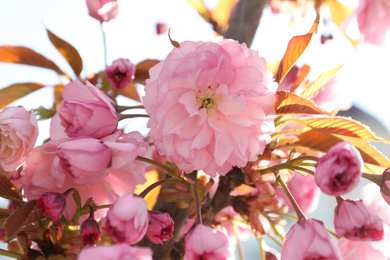 Closeup view of sakura tree with beautiful blossom outdoors. Japanese cherry