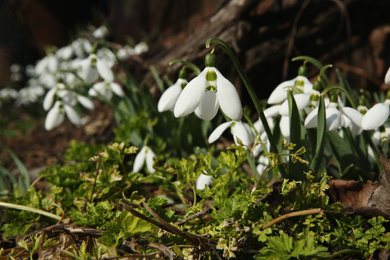 Photo of Beautiful snowdrops growing in garden. Spring flowers