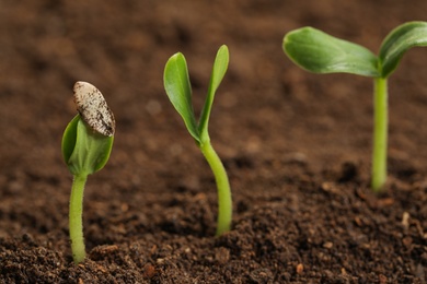 Little green seedlings growing in fertile soil