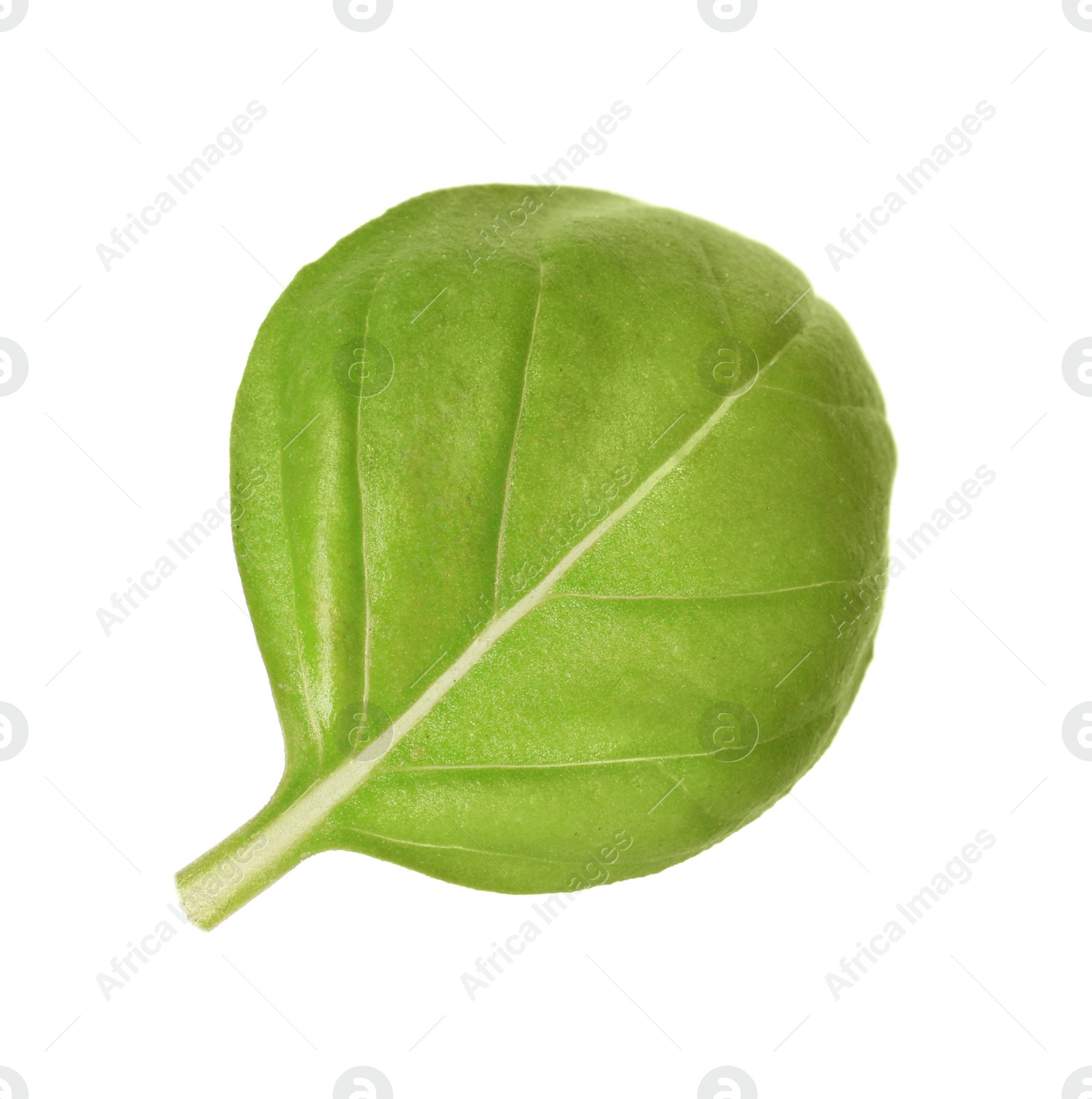 Photo of One green basil leaf isolated on white