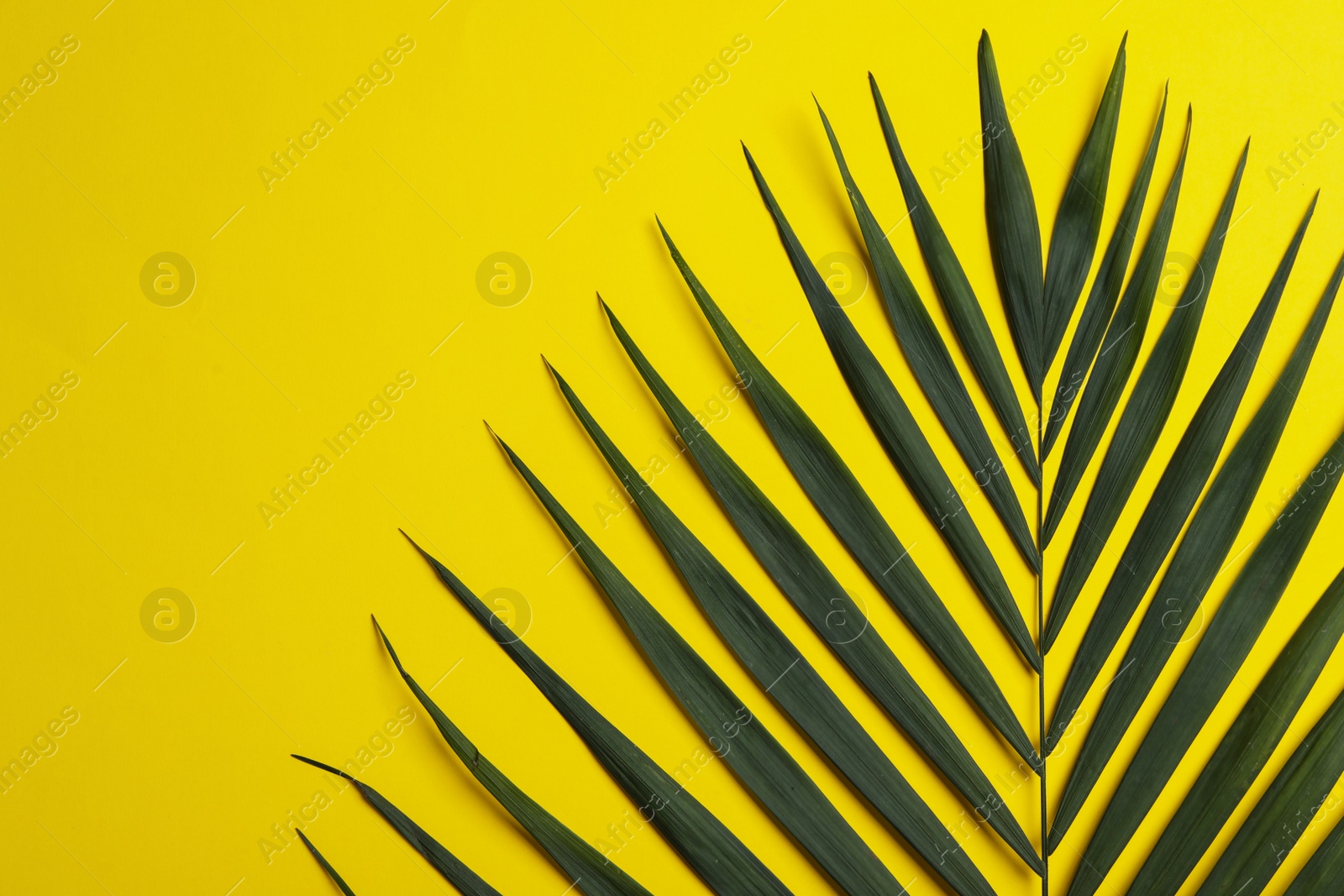 Photo of Leaf of tropical palm tree on color background, top view with space for text