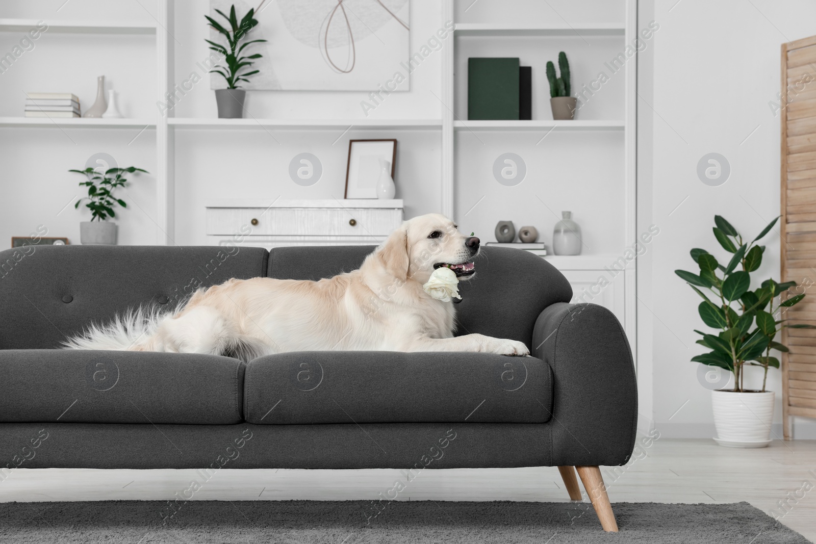 Photo of Cute Labrador Retriever with beautiful rose flower lying on sofa in room