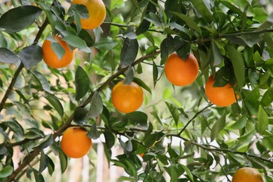 Fresh ripe oranges growing on tree outdoors