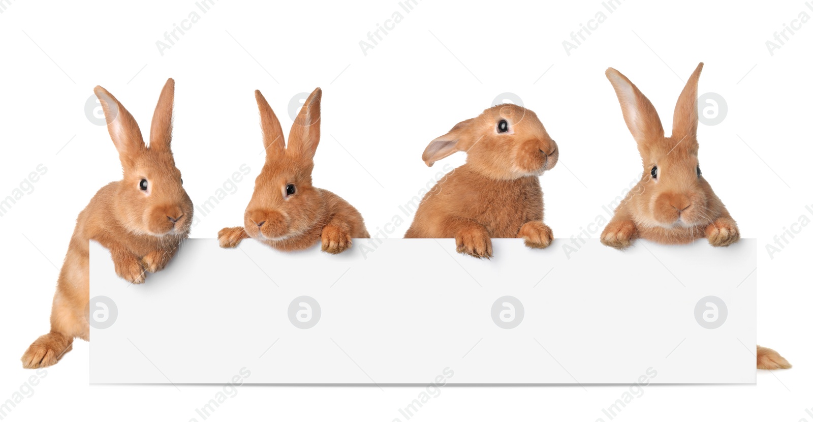 Image of Cute funny bunnies peeking out of blank banner, space for text. Easter symbol