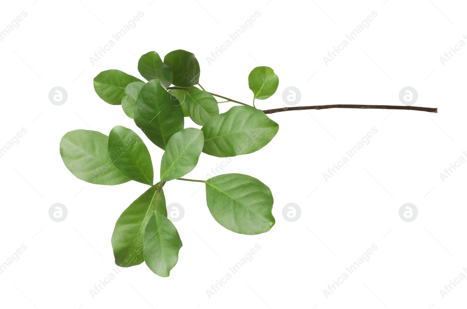 Photo of Branch of tropical citrus plant with leaves isolated on white