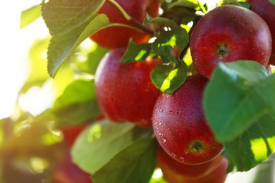 Tree branch with ripe apples outdoors, closeup