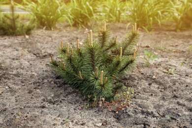 Beautiful pine tree growing in the garden on spring day