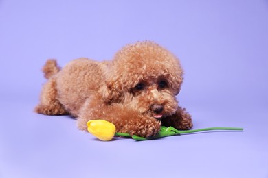 Photo of Cute Maltipoo dog with yellow tulip flower on light purple background