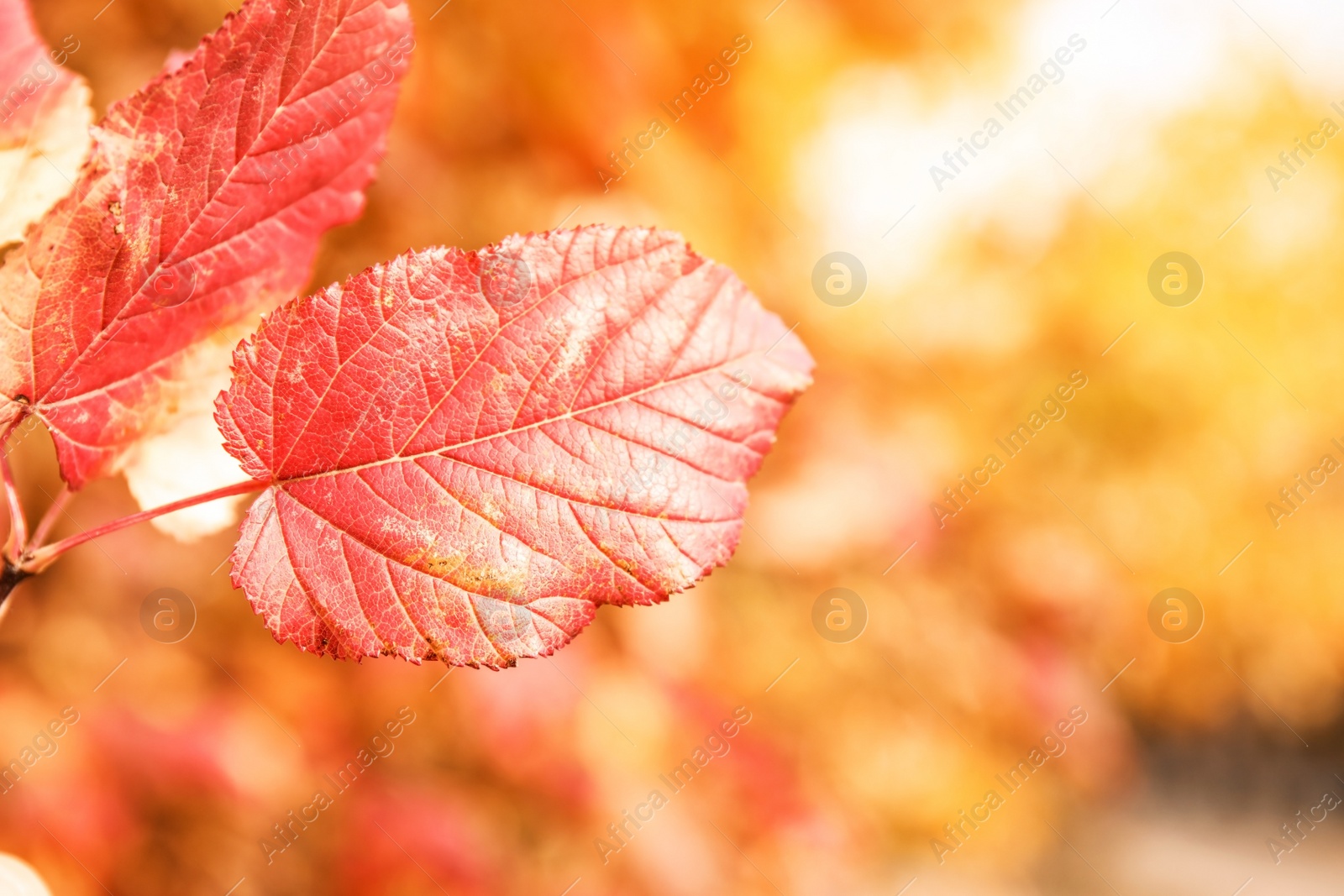 Photo of Bright leaves on blurred background, outdoors. Autumn day