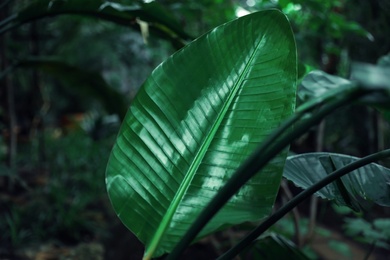 Photo of Beautiful tropical green leaf in botanical garden