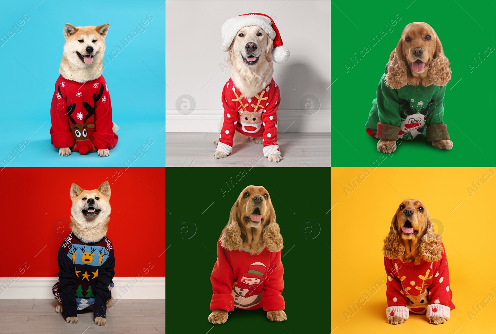 Image of Cute dogs in Christmas sweaters on color backgrounds
