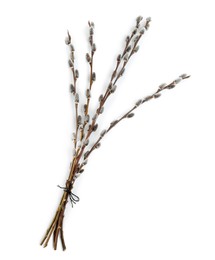 Beautiful blooming pussy willow branches on white background, top view