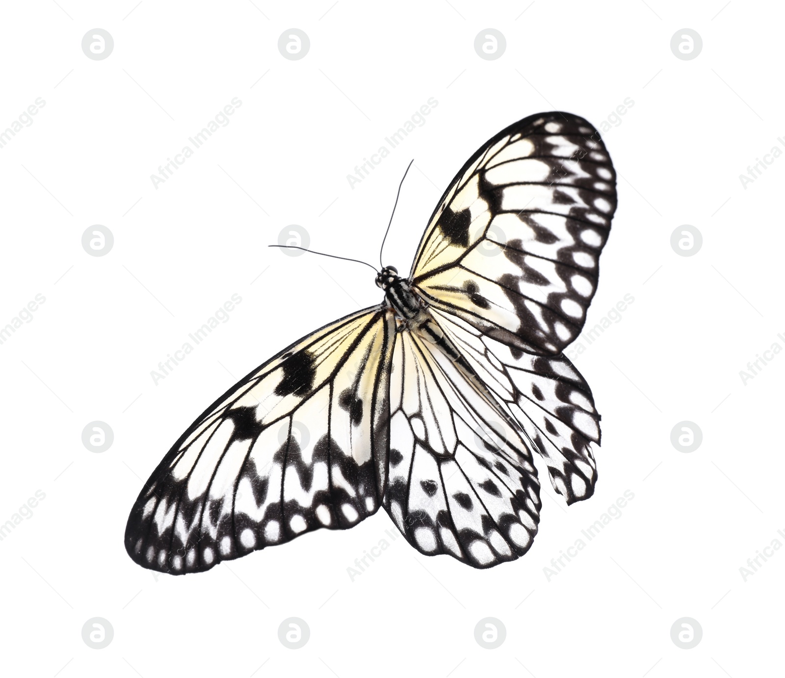 Photo of Beautiful rice paper butterfly isolated on white