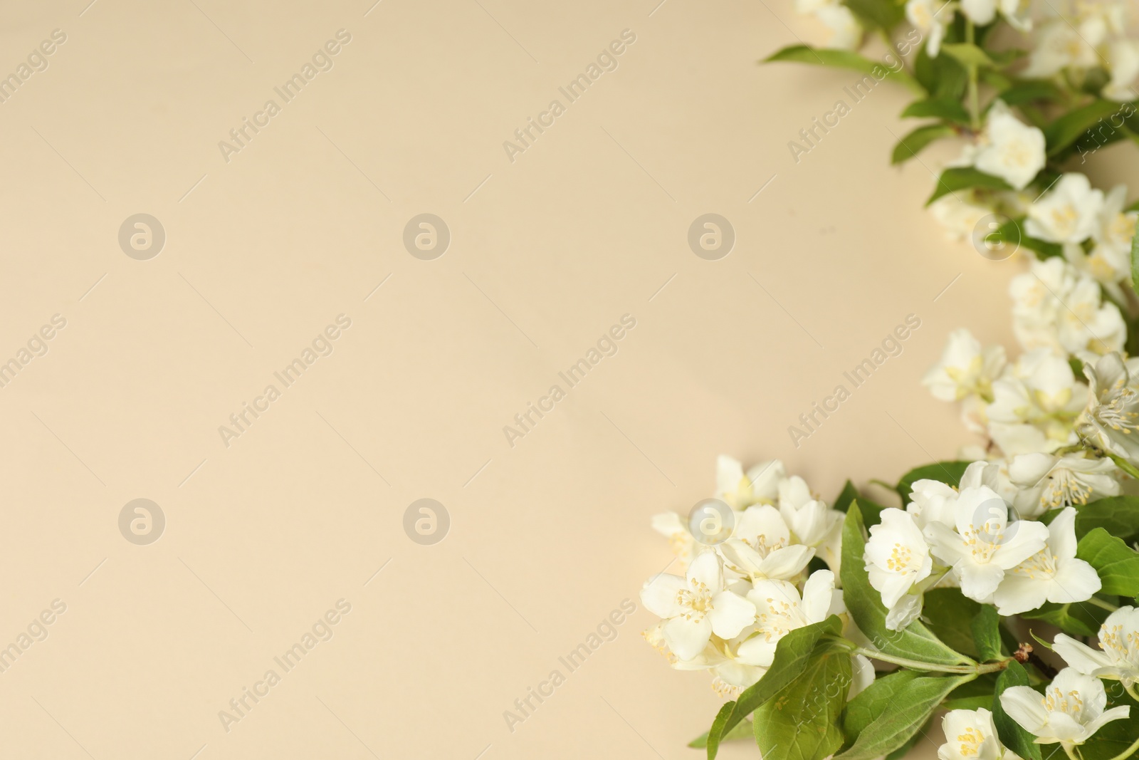 Photo of Aromatic jasmine flowers and green leaves on beige background. Space for text