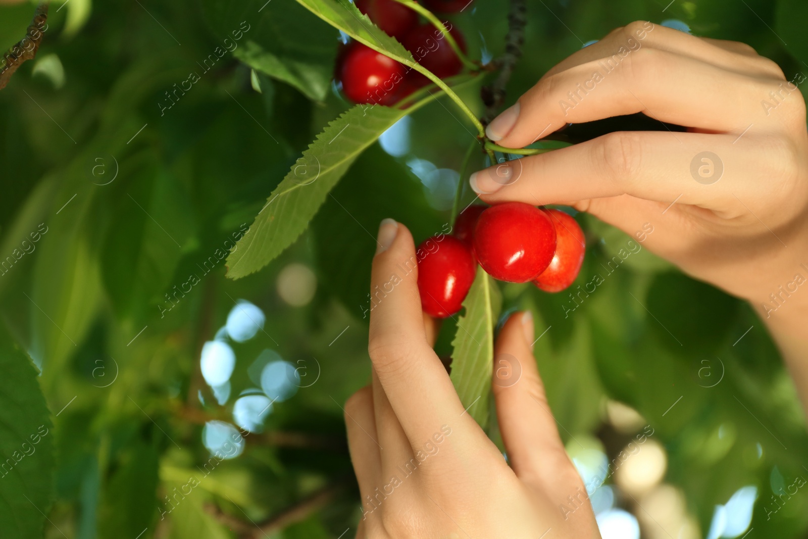 Photo of Woman picking tasty ripe cherries outdoors, closeup