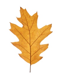 Beautiful autumn leaf on white background. Fall foliage