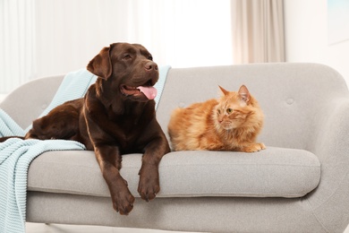 Cat and dog together on sofa indoors. Fluffy friends