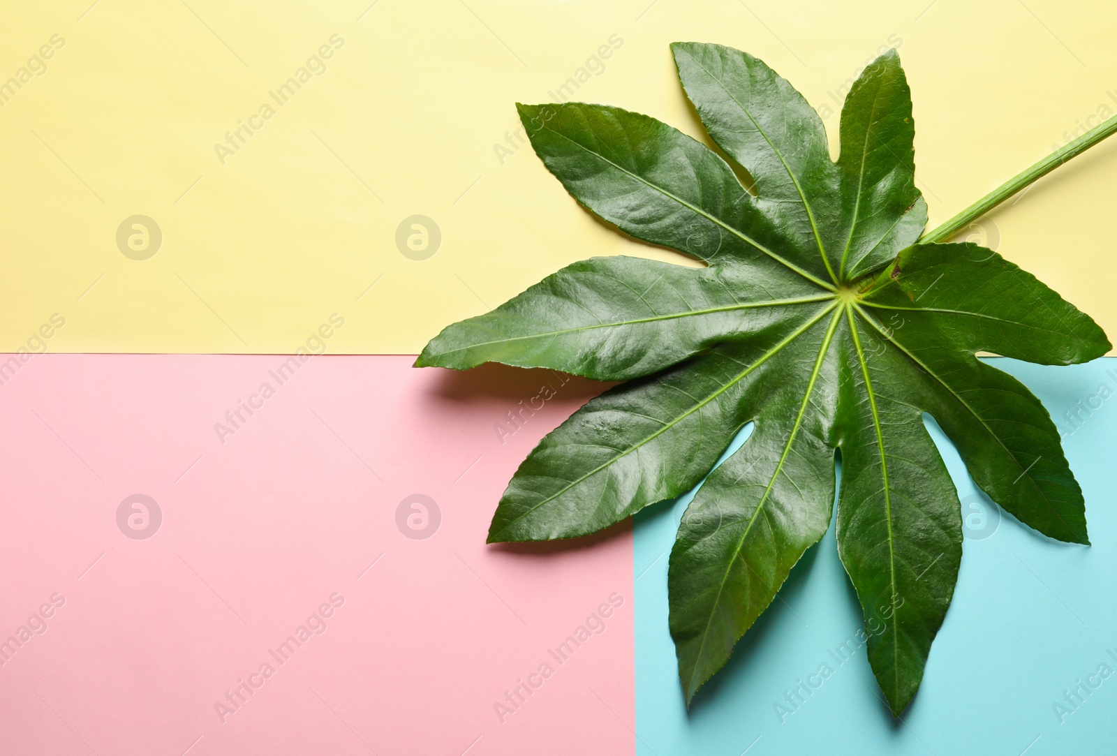 Photo of Tropical Aralia leaf on color background, top view