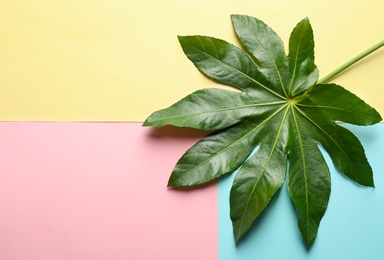 Tropical Aralia leaf on color background, top view