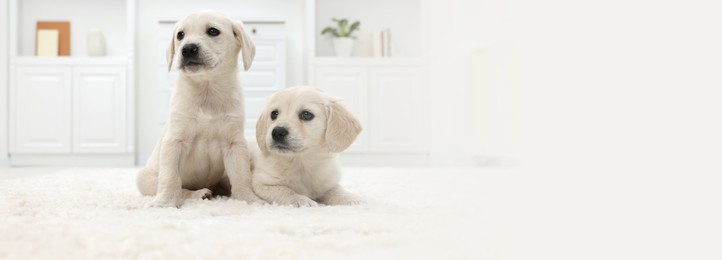 Image of Cute little puppies on white carpet at home. Banner design with space for text